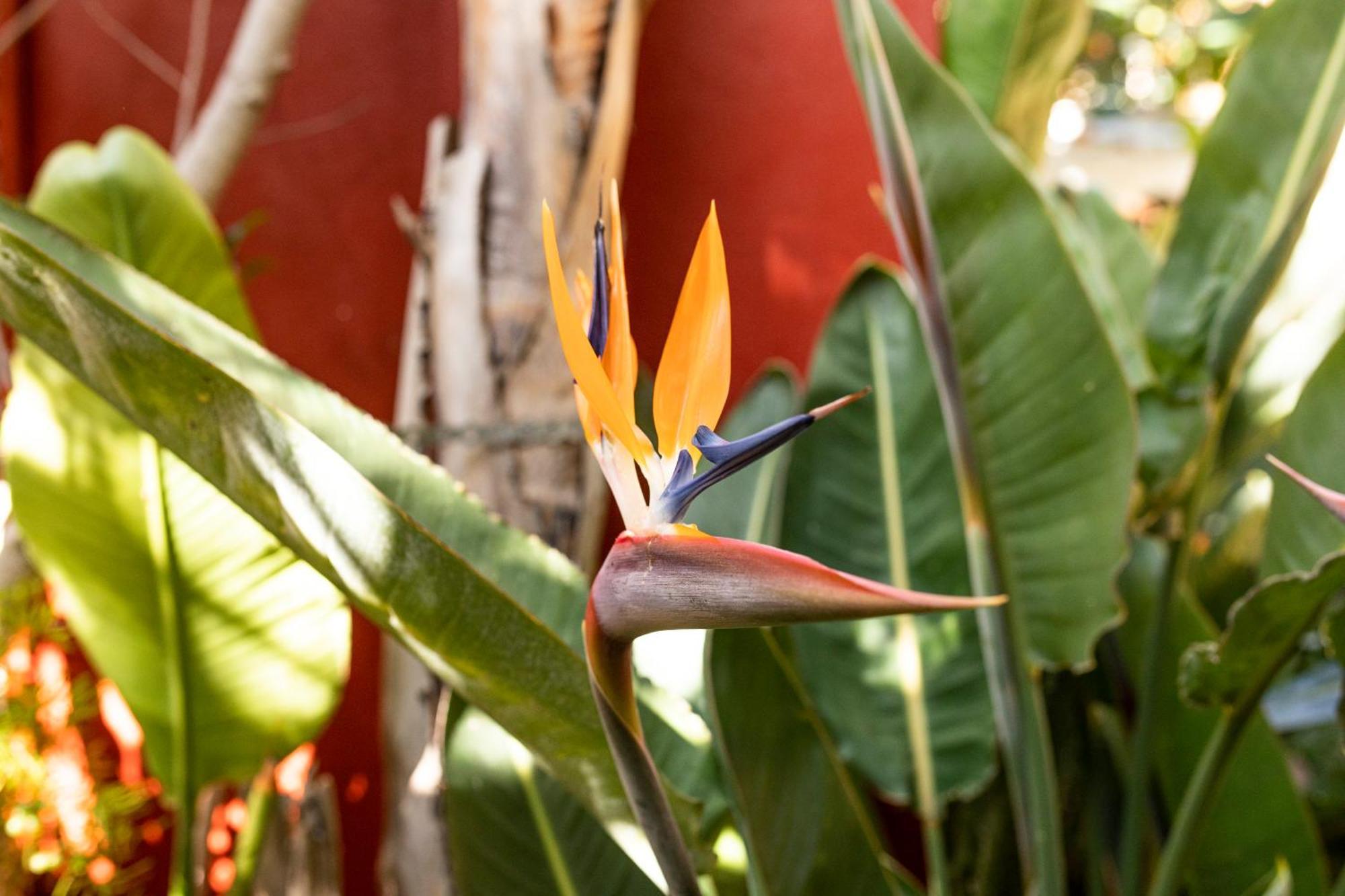 La Asomada Del Gato Guest House La Laguna  Ngoại thất bức ảnh