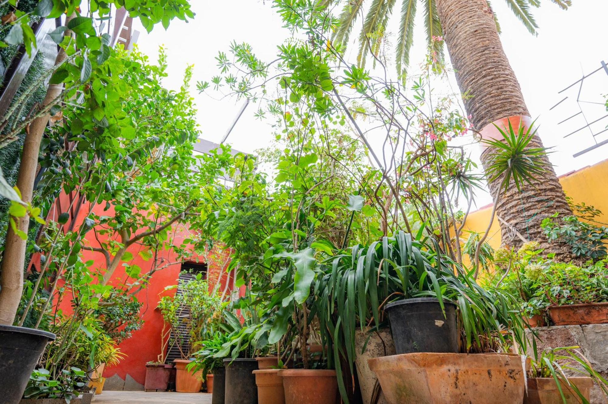 La Asomada Del Gato Guest House La Laguna  Ngoại thất bức ảnh