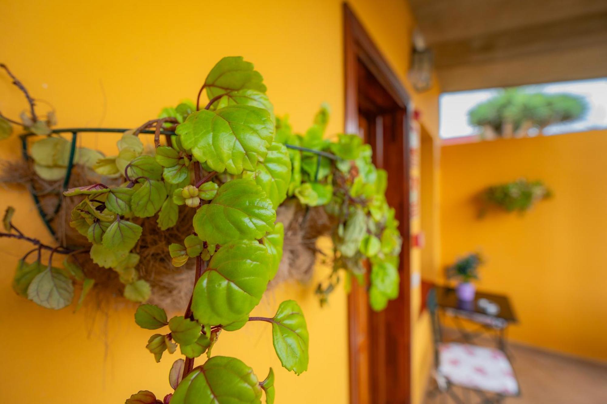 La Asomada Del Gato Guest House La Laguna  Ngoại thất bức ảnh