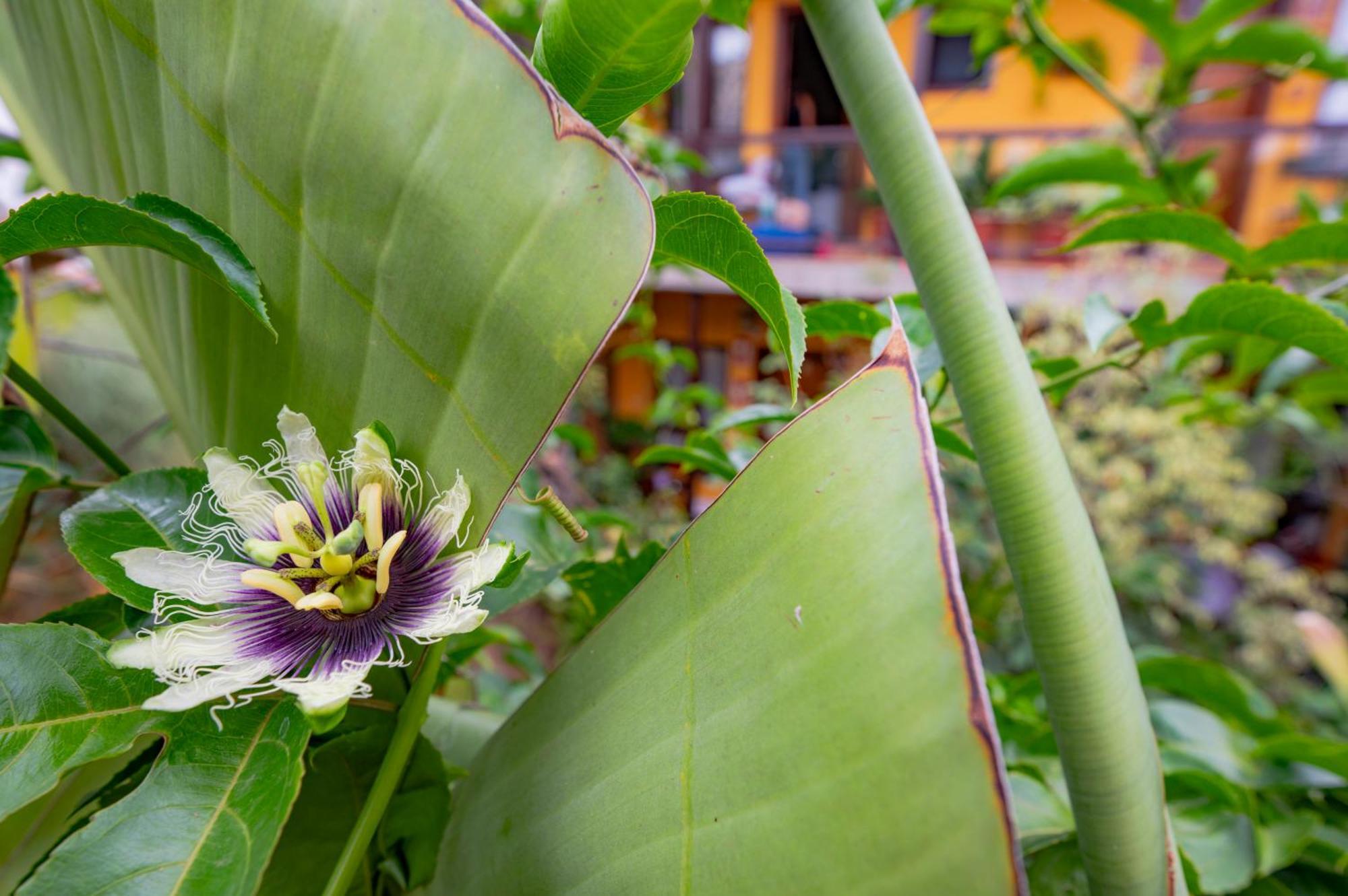 La Asomada Del Gato Guest House La Laguna  Ngoại thất bức ảnh